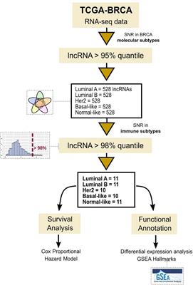 Unraveling Immune-Related lncRNAs in Breast Cancer Molecular Subtypes